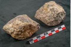 Foto (Seitenansicht) von Plantae indet.  (NHMW-GEO-2024-0188-11587)